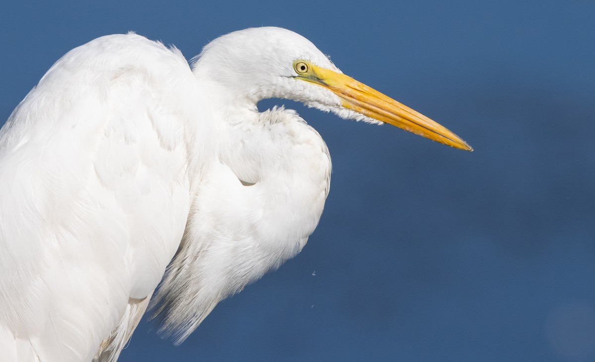 Great Egret - ML487524031