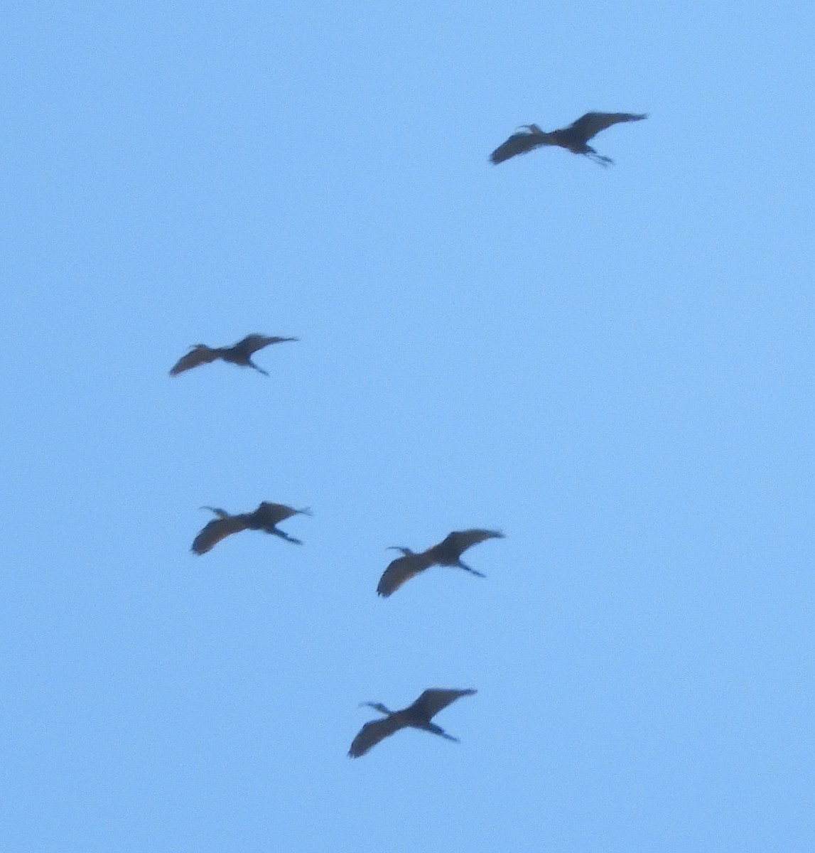 White-faced Ibis - ML487524731