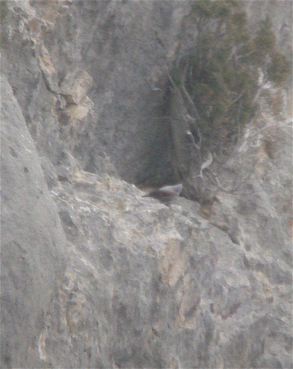 Wallcreeper - ML48752591