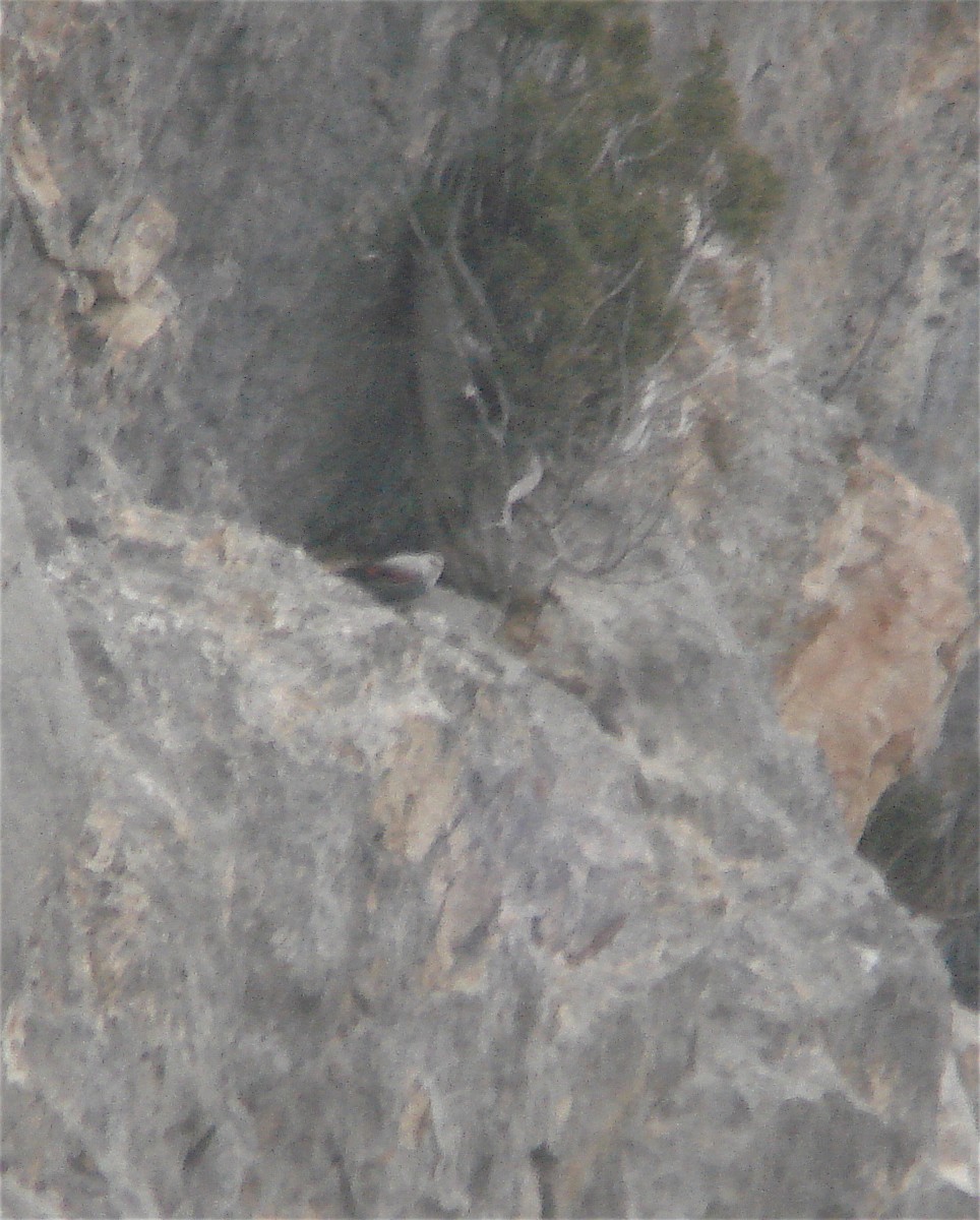 Wallcreeper - ML48752601