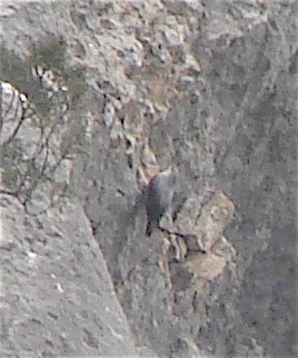 Wallcreeper - ML48752611