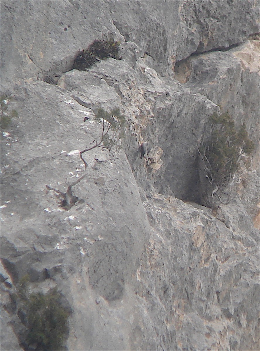 Wallcreeper - ML48752621