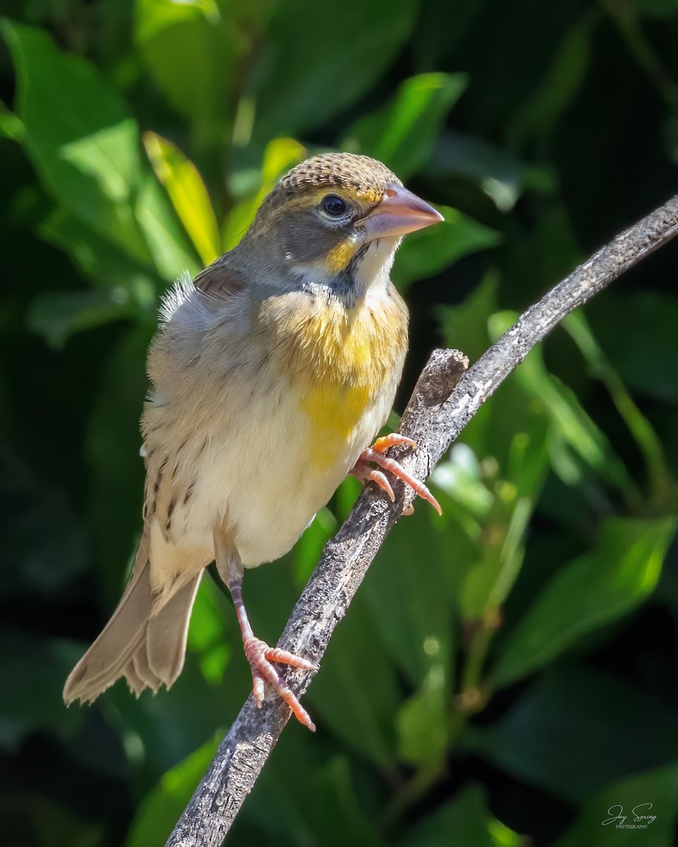 Dickcissel - ML487527911