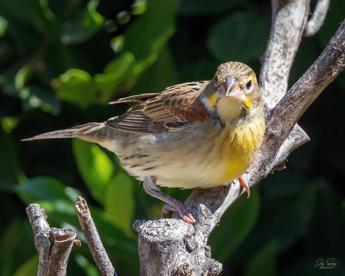 Dickcissel - ML487527921