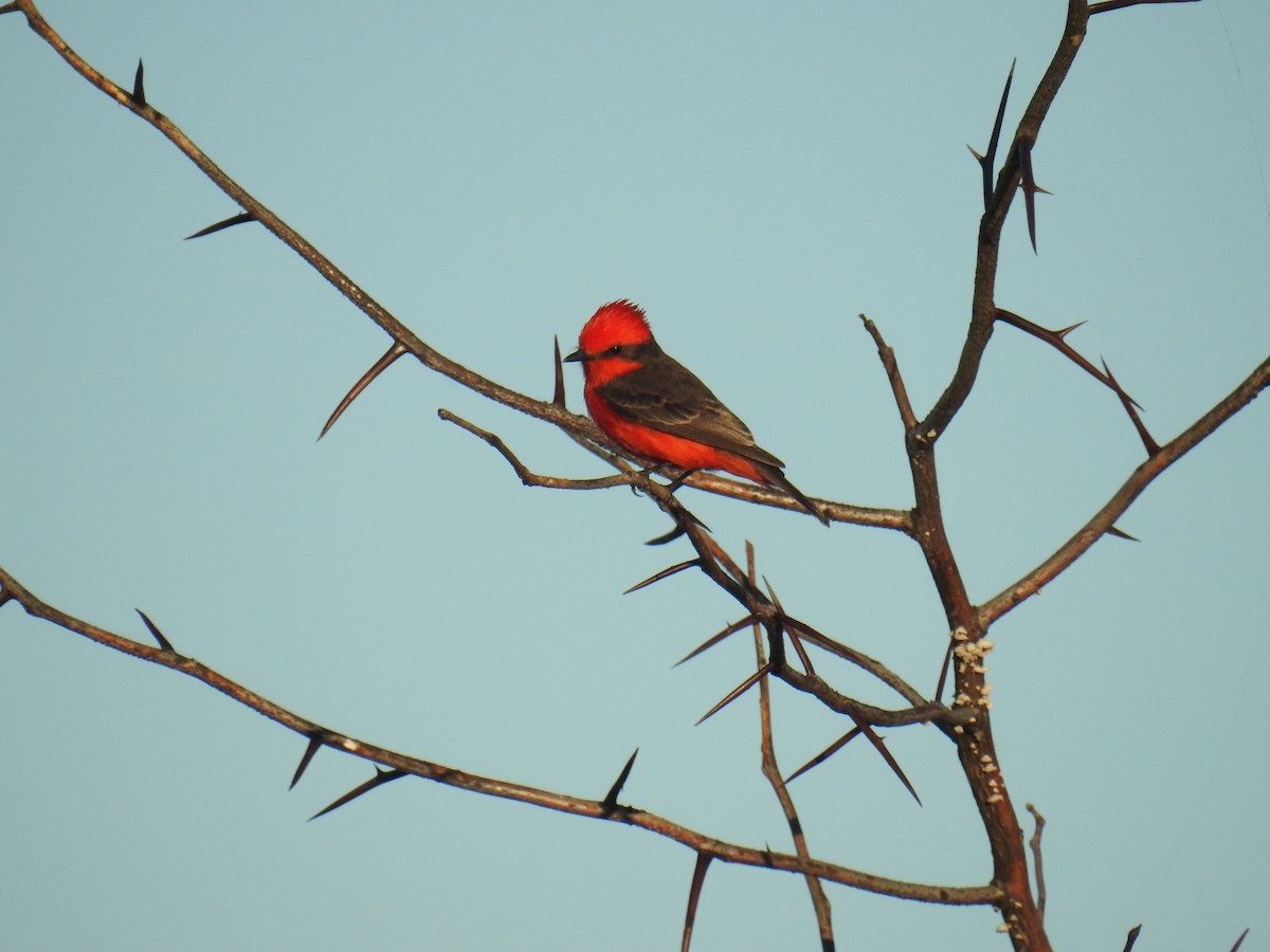 Vermilion Flycatcher - ML487527981