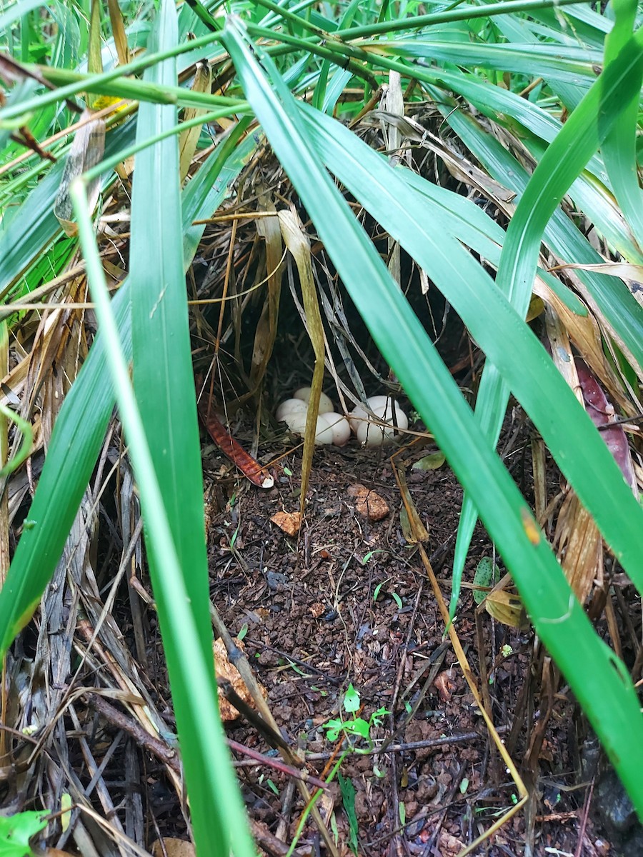 Red Junglefowl - ML487527991