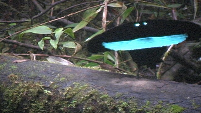 Greater Lophorina - ML487528