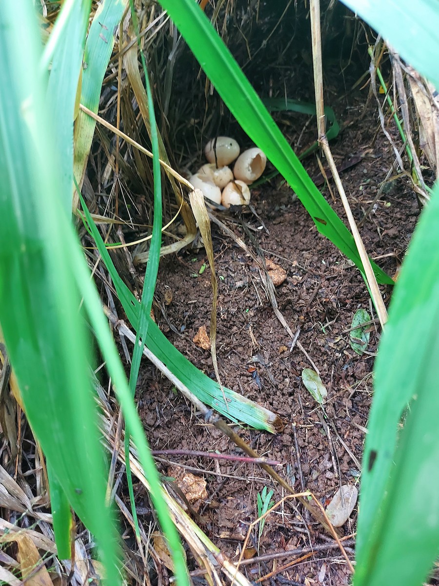 Red Junglefowl - ML487528001