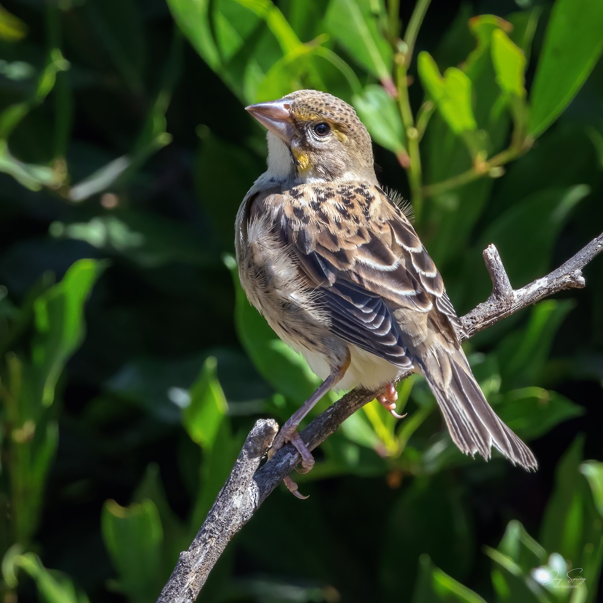 Dickcissel - ML487528551