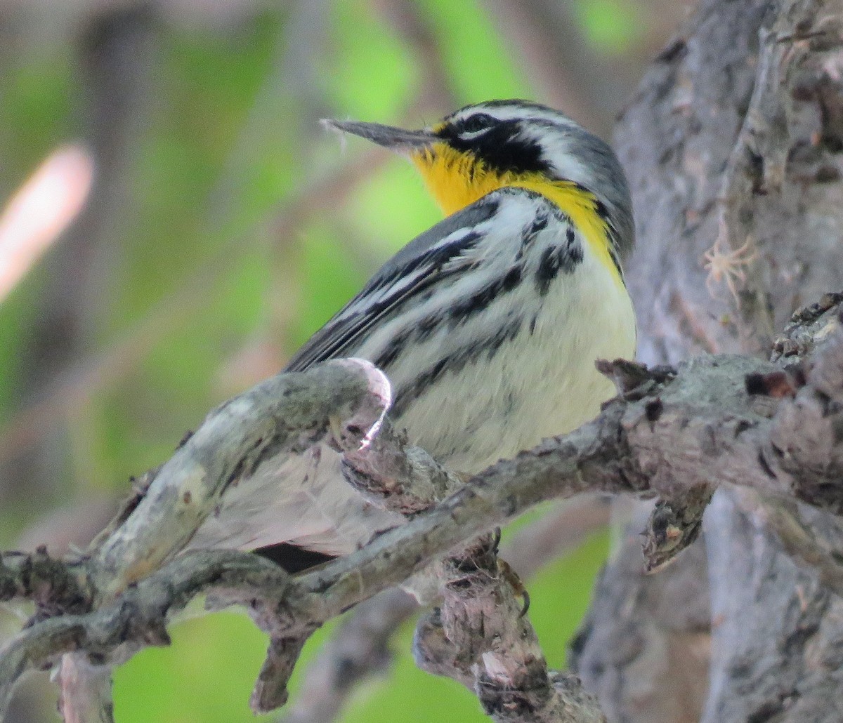 Yellow-throated Warbler - ML487531761