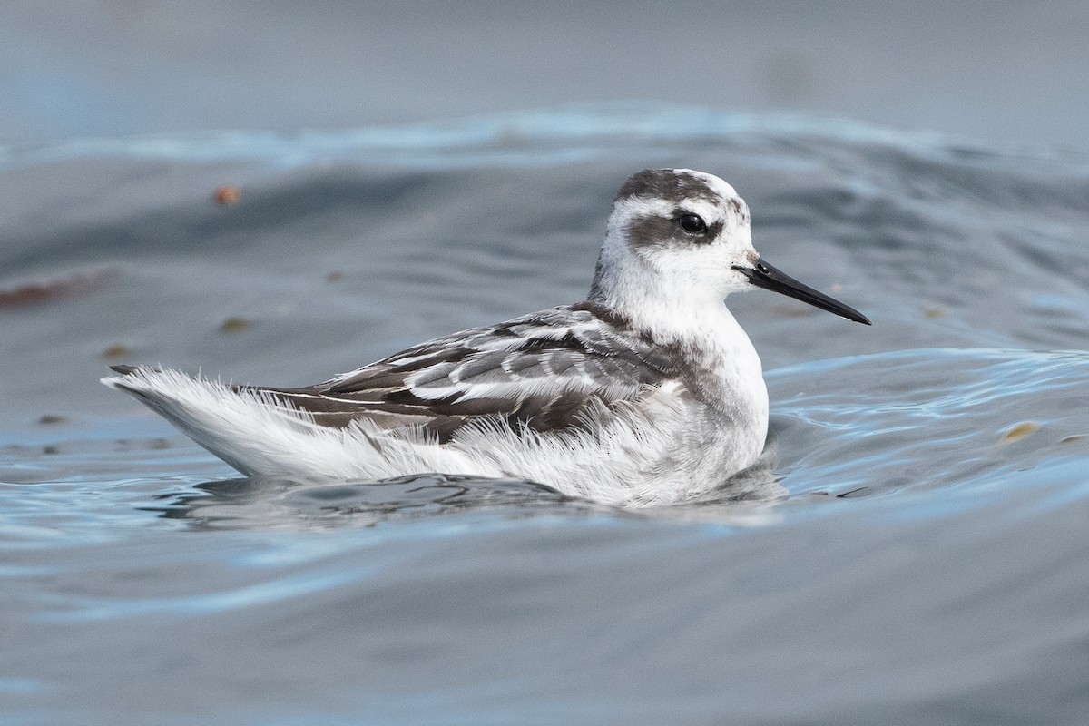 Red-necked Phalarope - David Turgeon