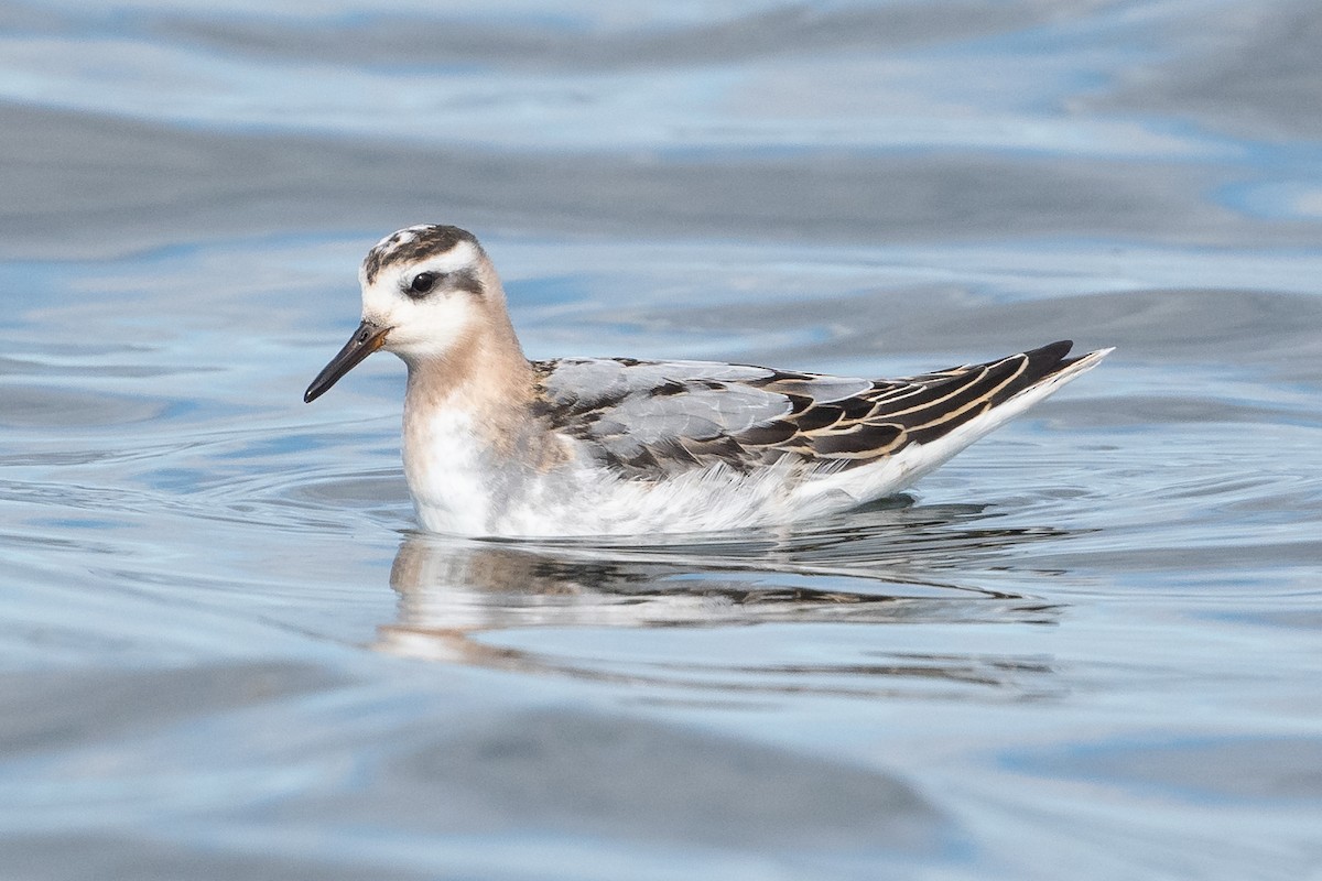 Red Phalarope - ML487532881