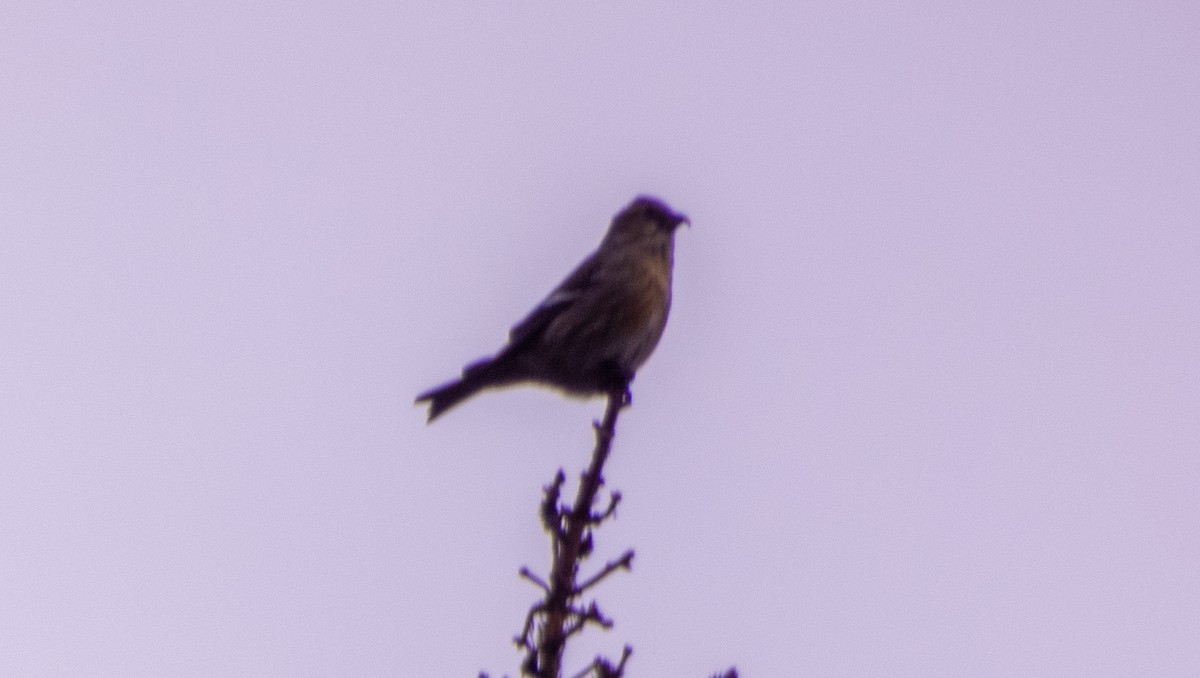 White-winged Crossbill - ML487534341