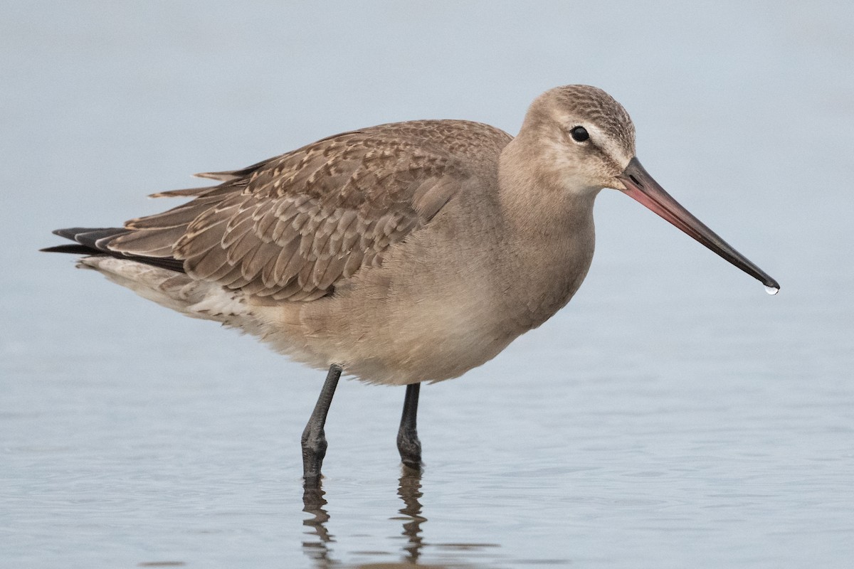 Hudsonian Godwit - David Turgeon