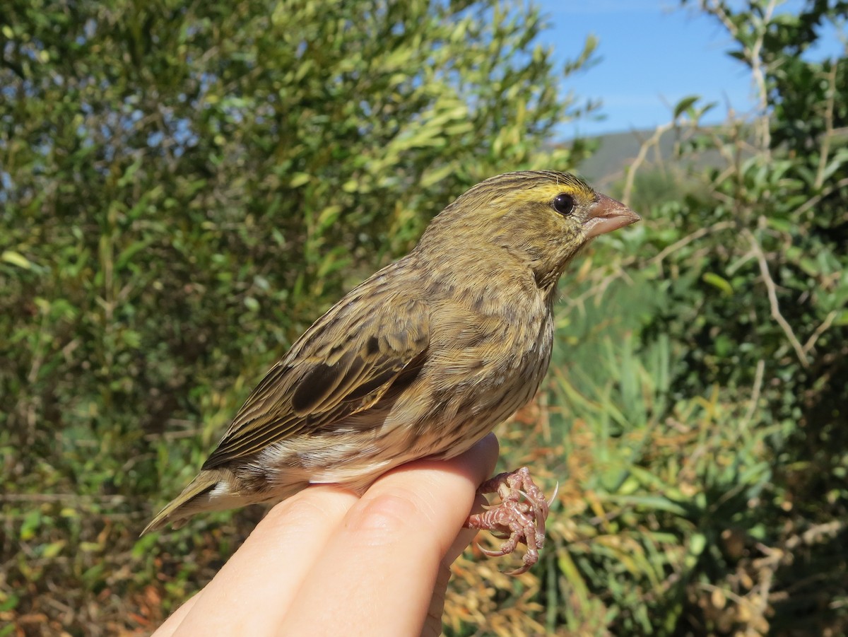 Southern Red Bishop - ML48753561