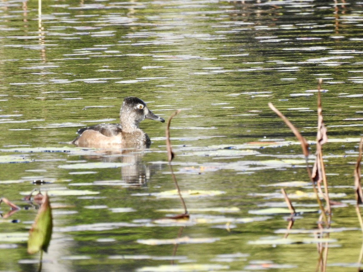 Ring-necked Duck - ML487535761