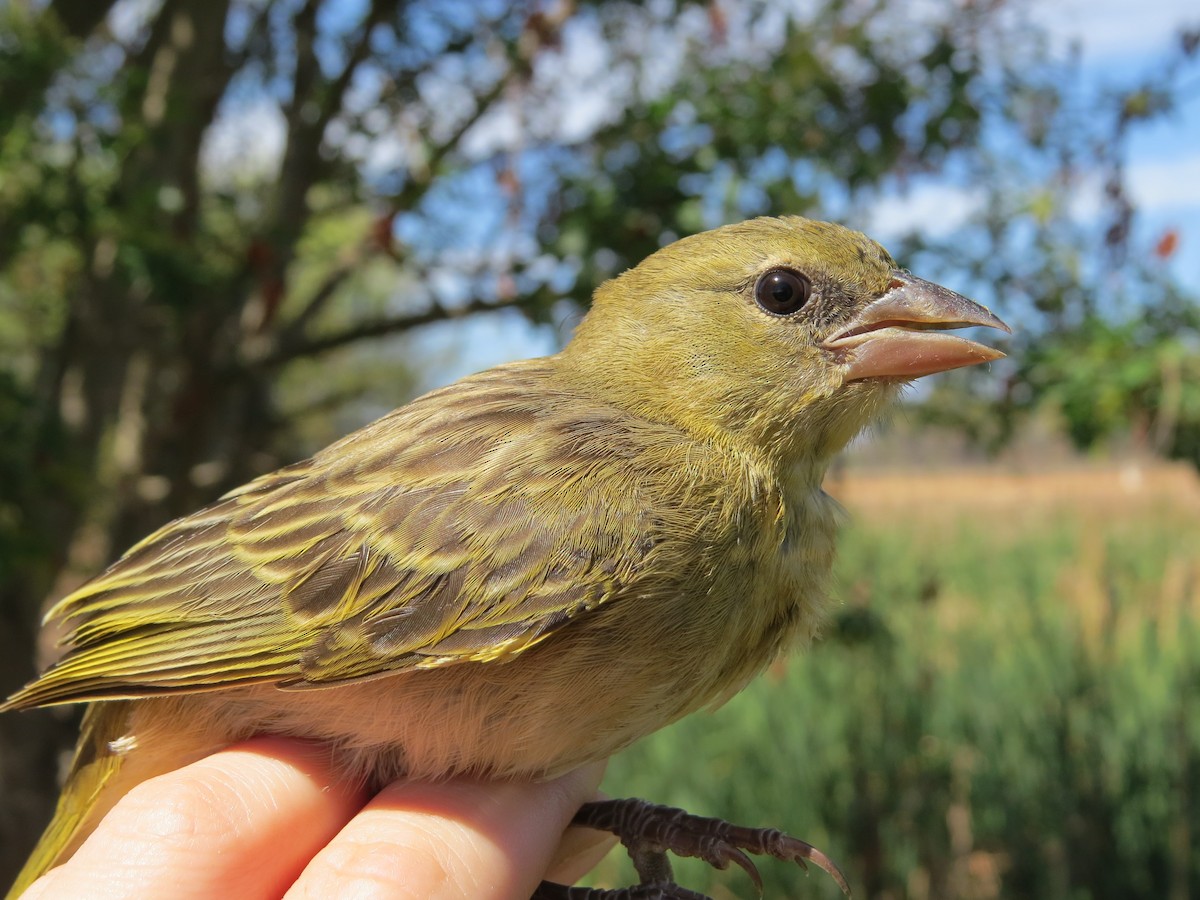 Southern Masked-Weaver - ML48753581