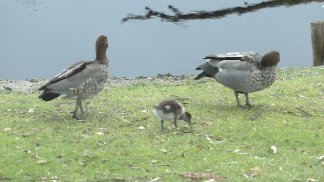 Canard à crinière - ML487537231