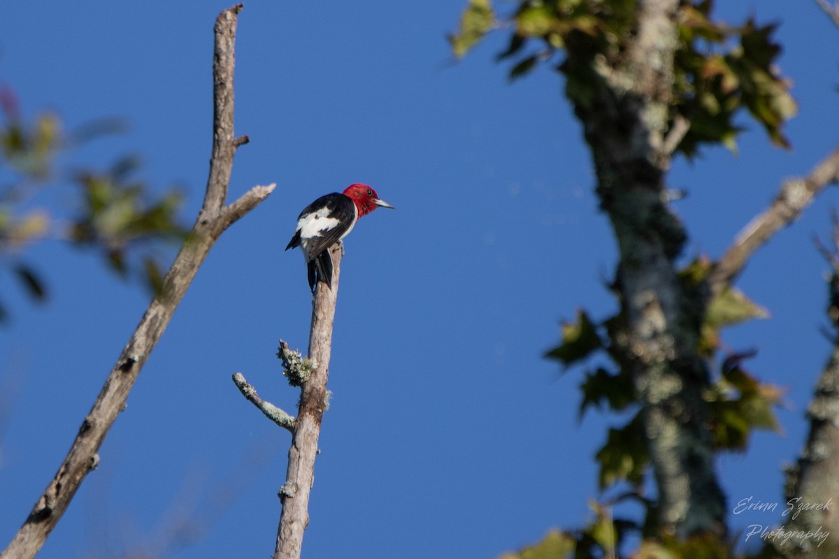 Red-headed Woodpecker - ML487537611