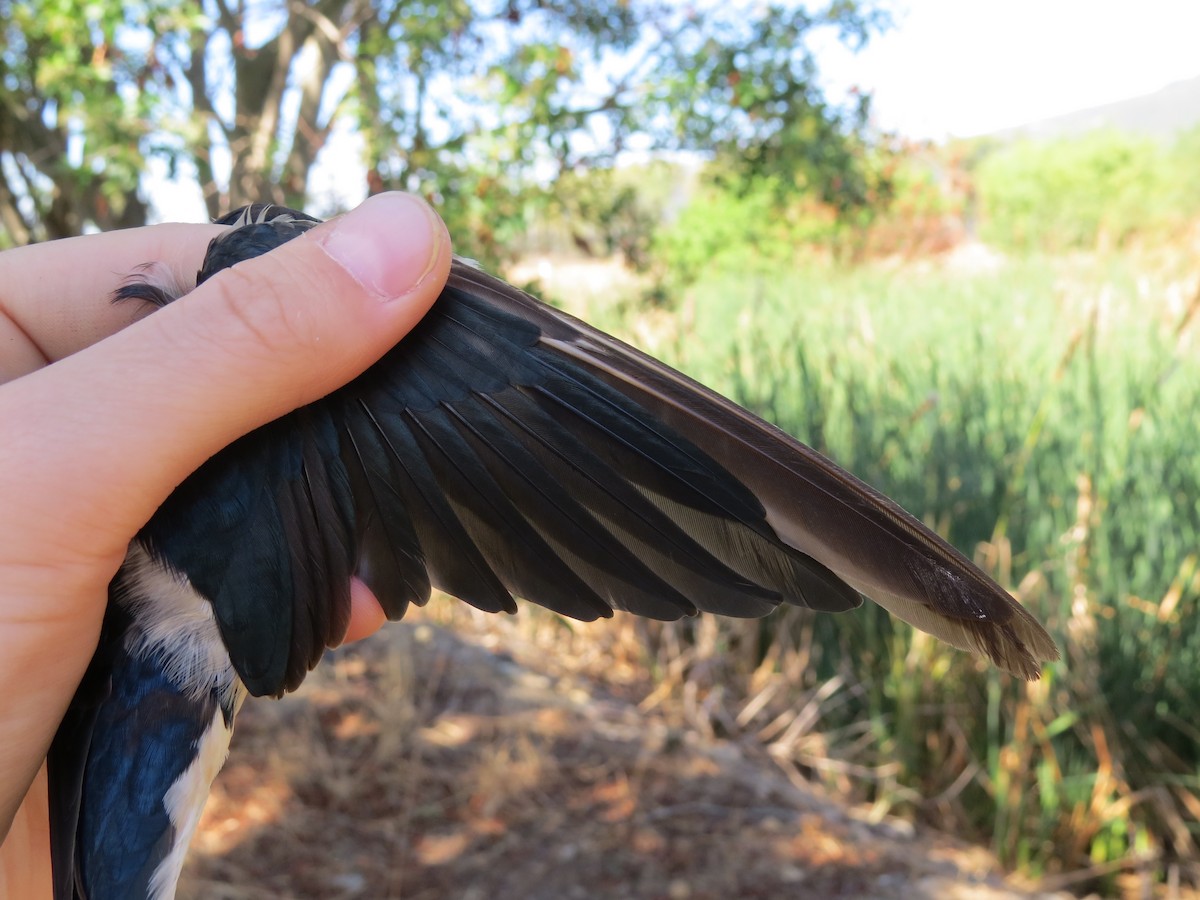 Barn Swallow (White-bellied) - Billi Krochuk