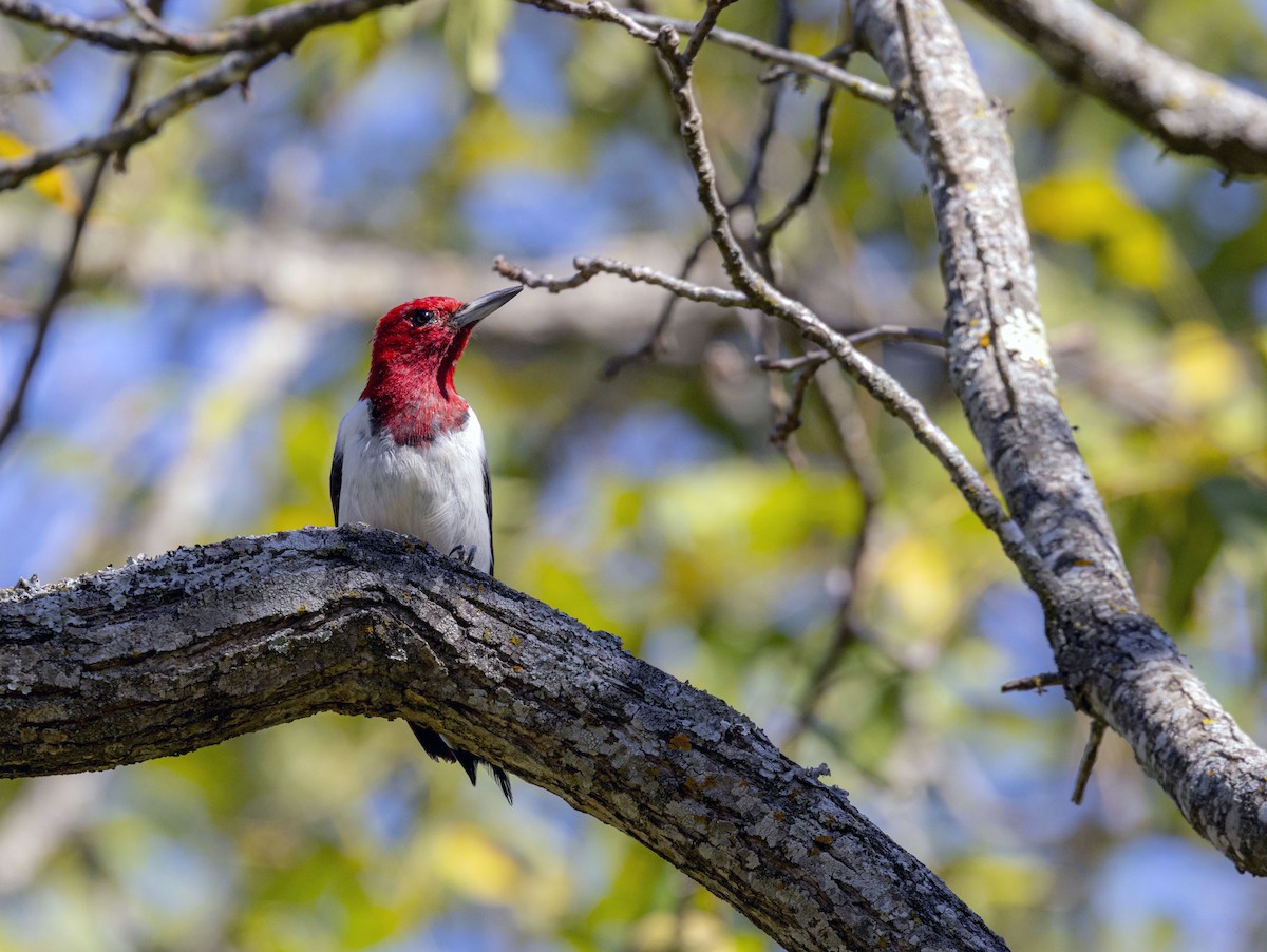 Red-headed Woodpecker - ML487537721