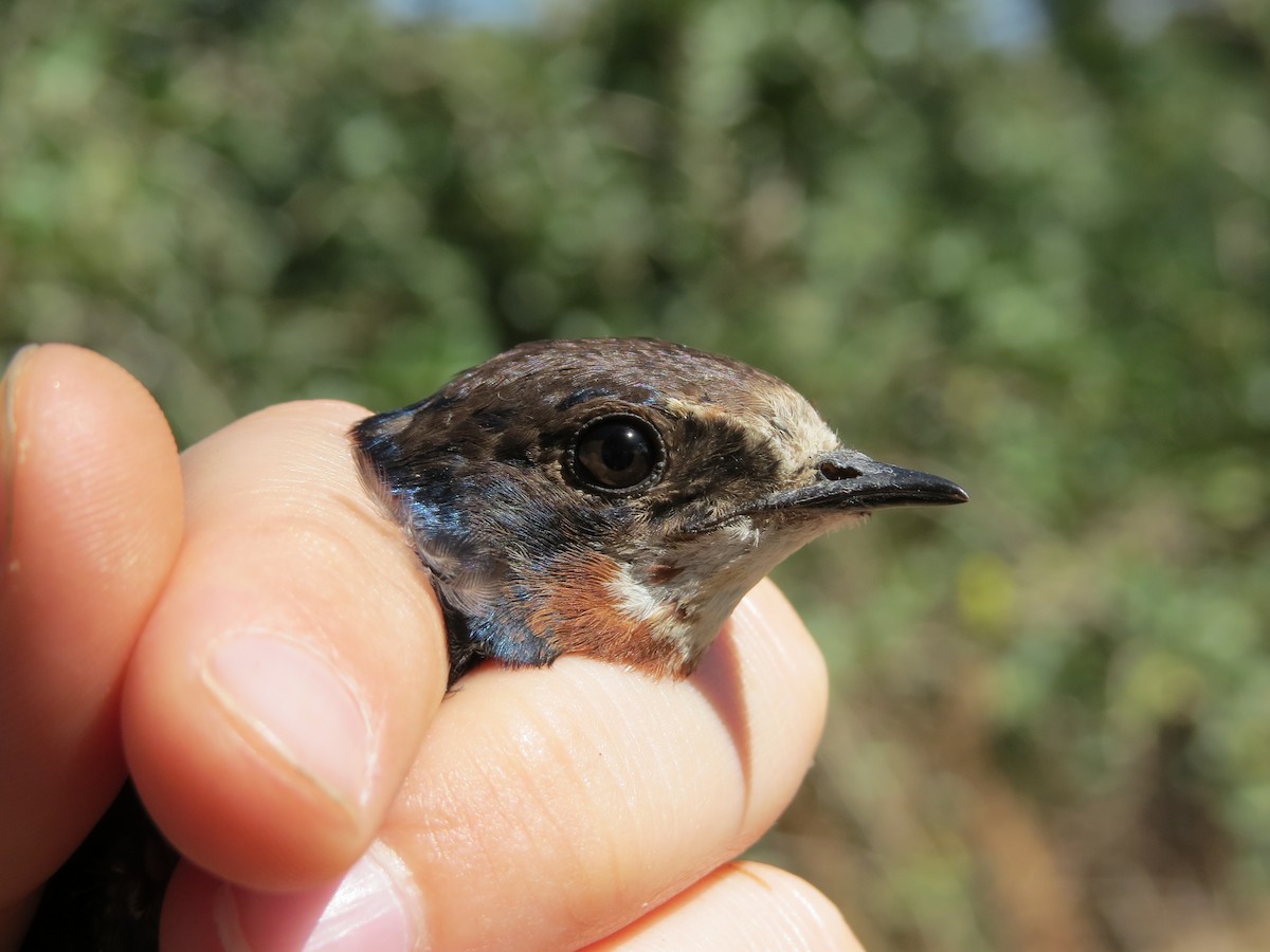 Barn Swallow (White-bellied) - ML48753781