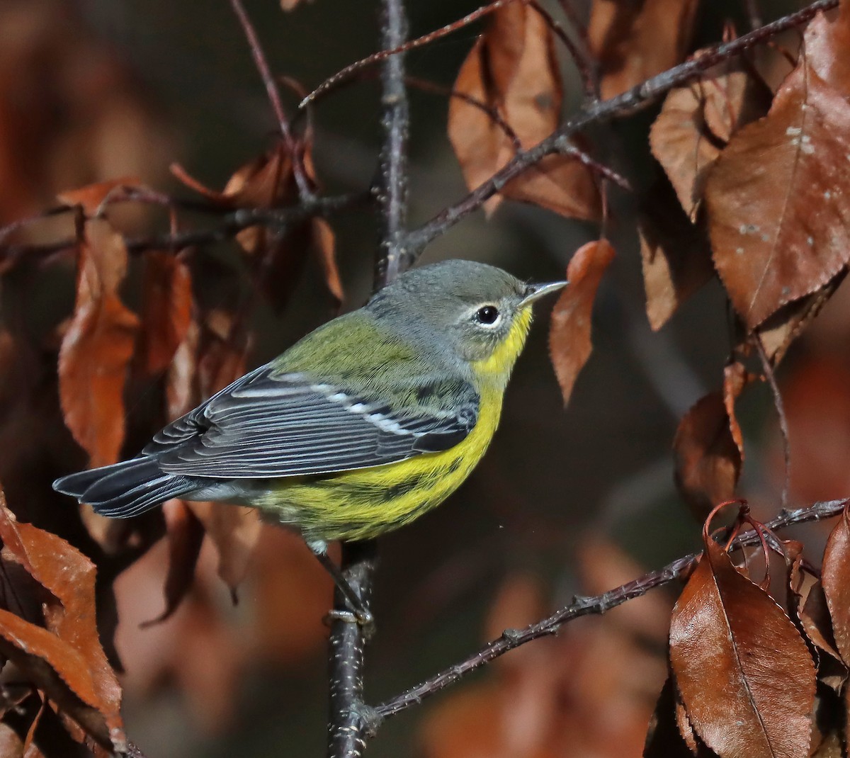 Magnolia Warbler - ML487539881