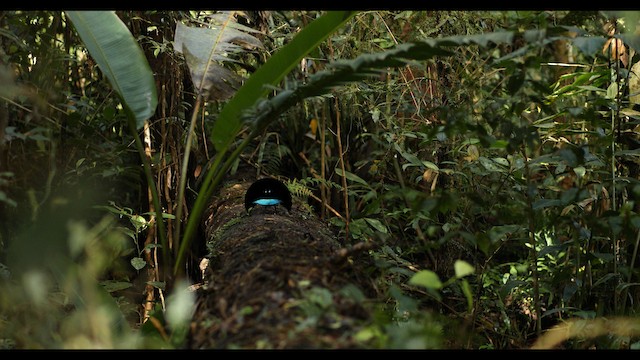 Vogelkop Lophorina - ML487540