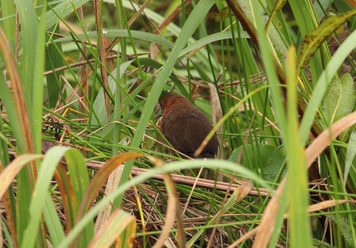 White-throated Crake (Rufous-faced) - ML487540731