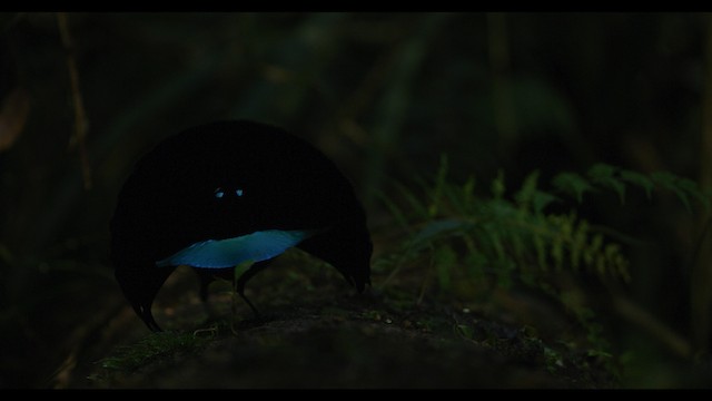 rajka nádherná - ML487541