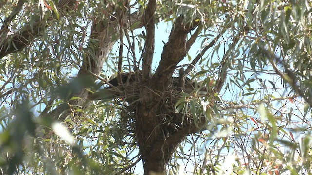 Whistling Kite - ML487542091