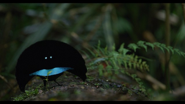 Vogelkop Lophorina - ML487543