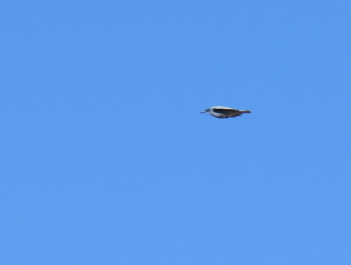 Pinyon Jay - ML487543021