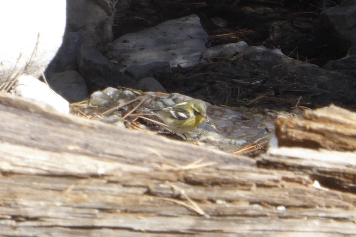 Blackburnian Warbler - ML487543221