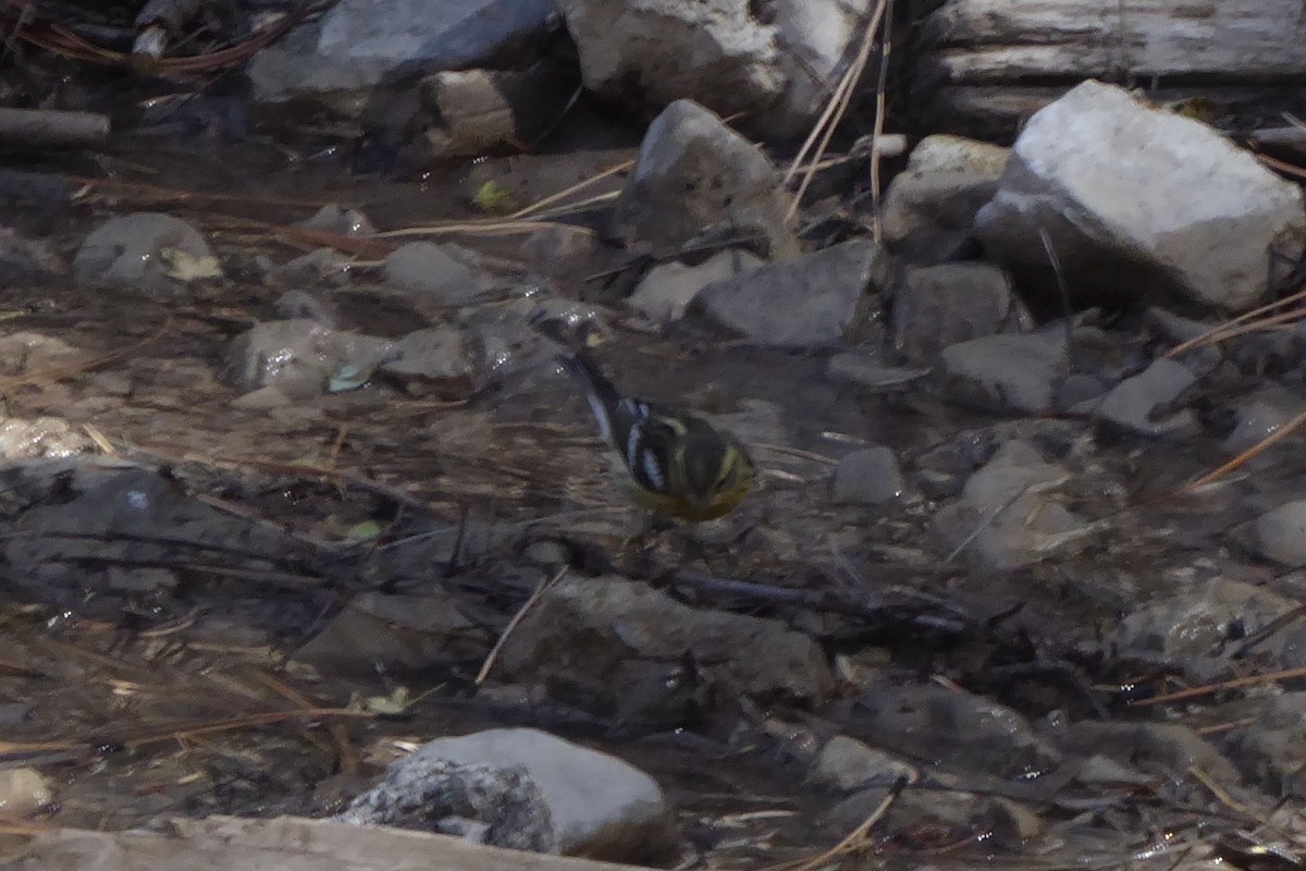 Blackburnian Warbler - ML487543391