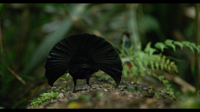 Vogelkop Lophorina - ML487544