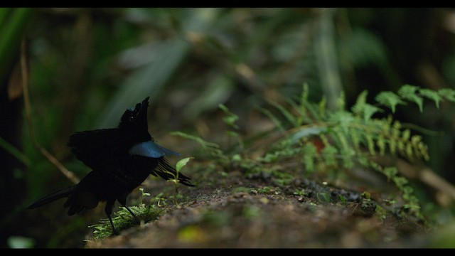 Vogelkop Lophorina - ML487545