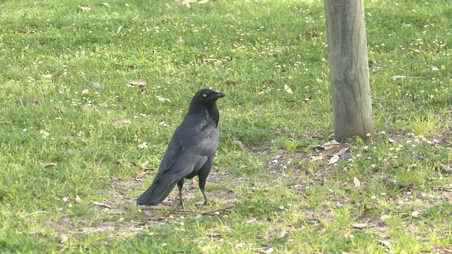 Corbeau d'Australie - ML487545541