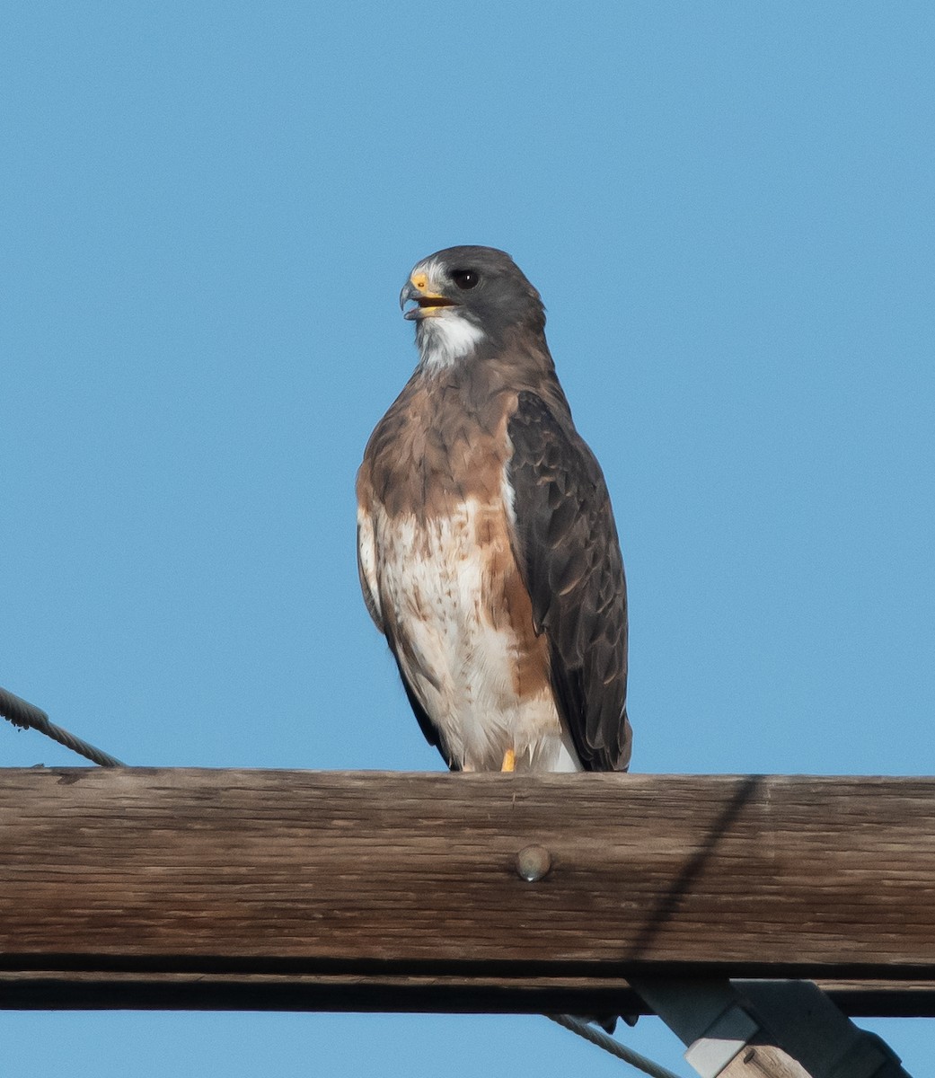 Swainson's Hawk - ML487545971