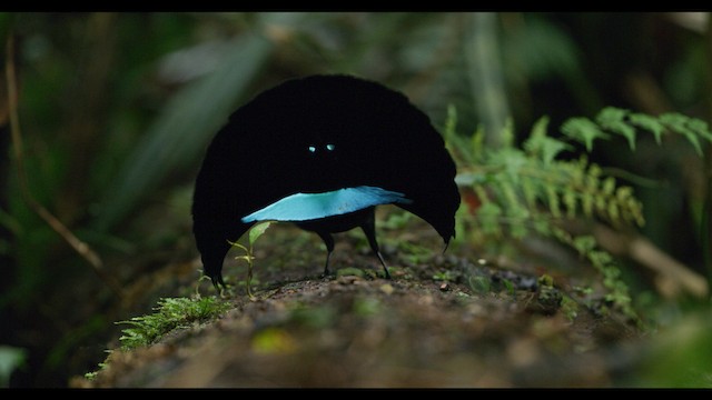 Vogelkop Lophorina - ML487546