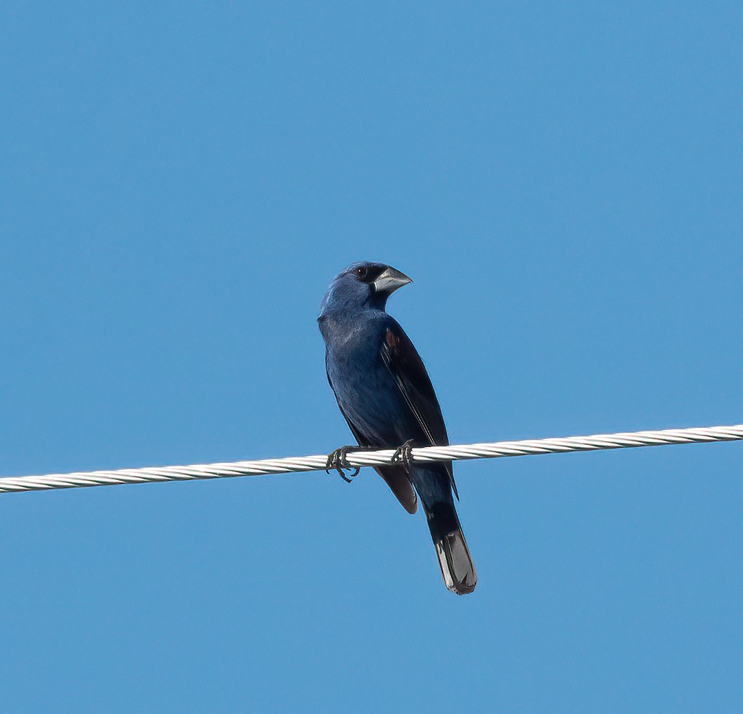 Blue Grosbeak - ML487546031