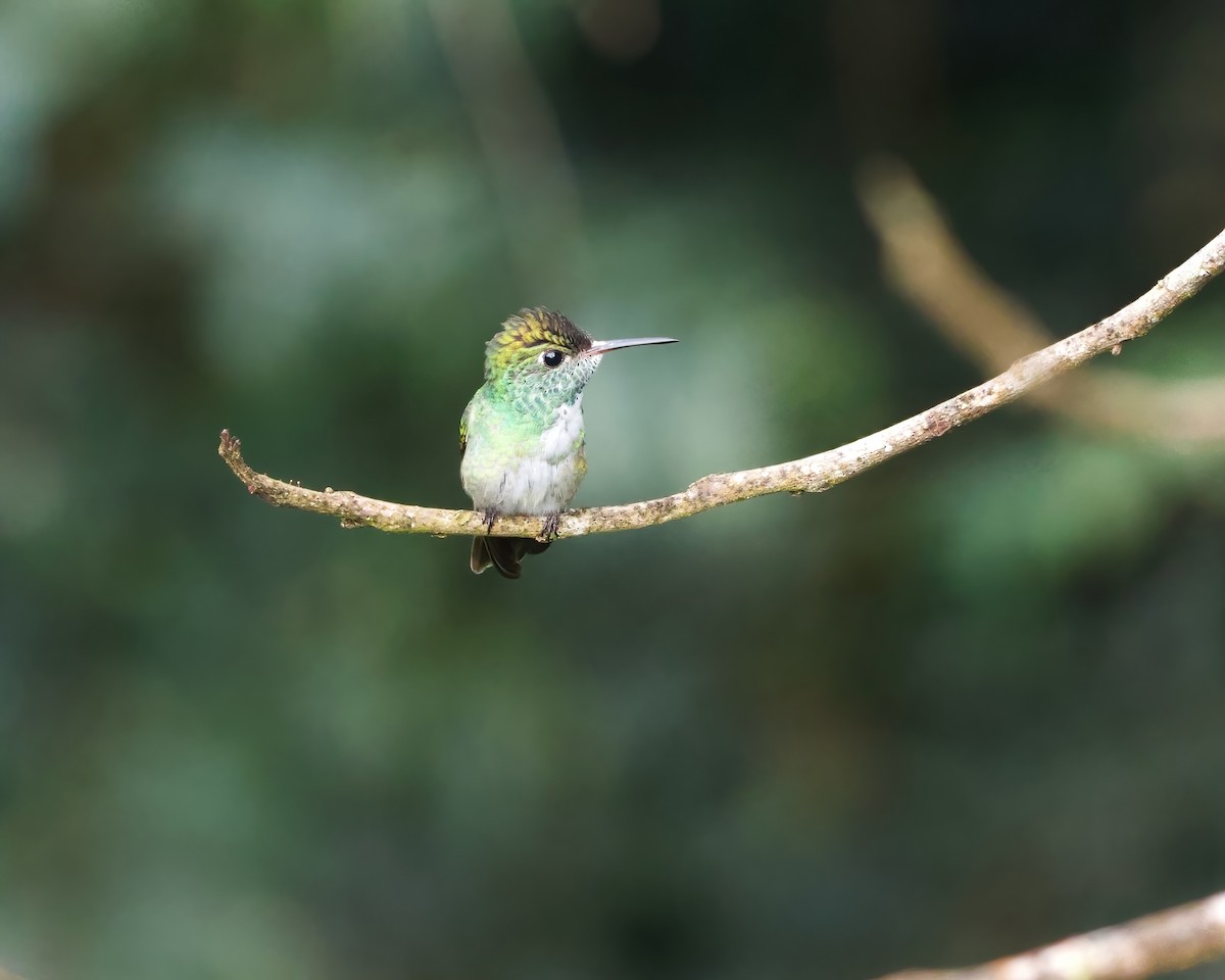 Versicolored Emerald - Terence Degan