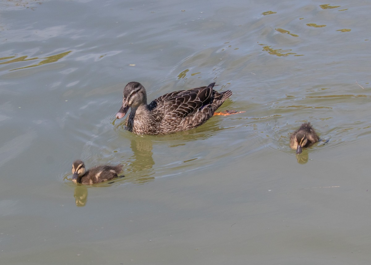 Canard colvert - ML487546951