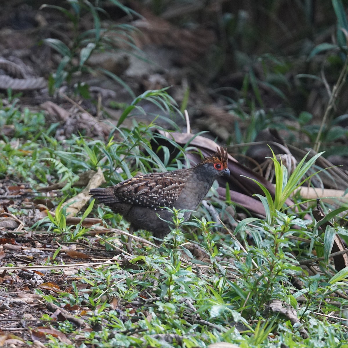 Spot-winged Wood-Quail - Daniel M Haddad - RJ