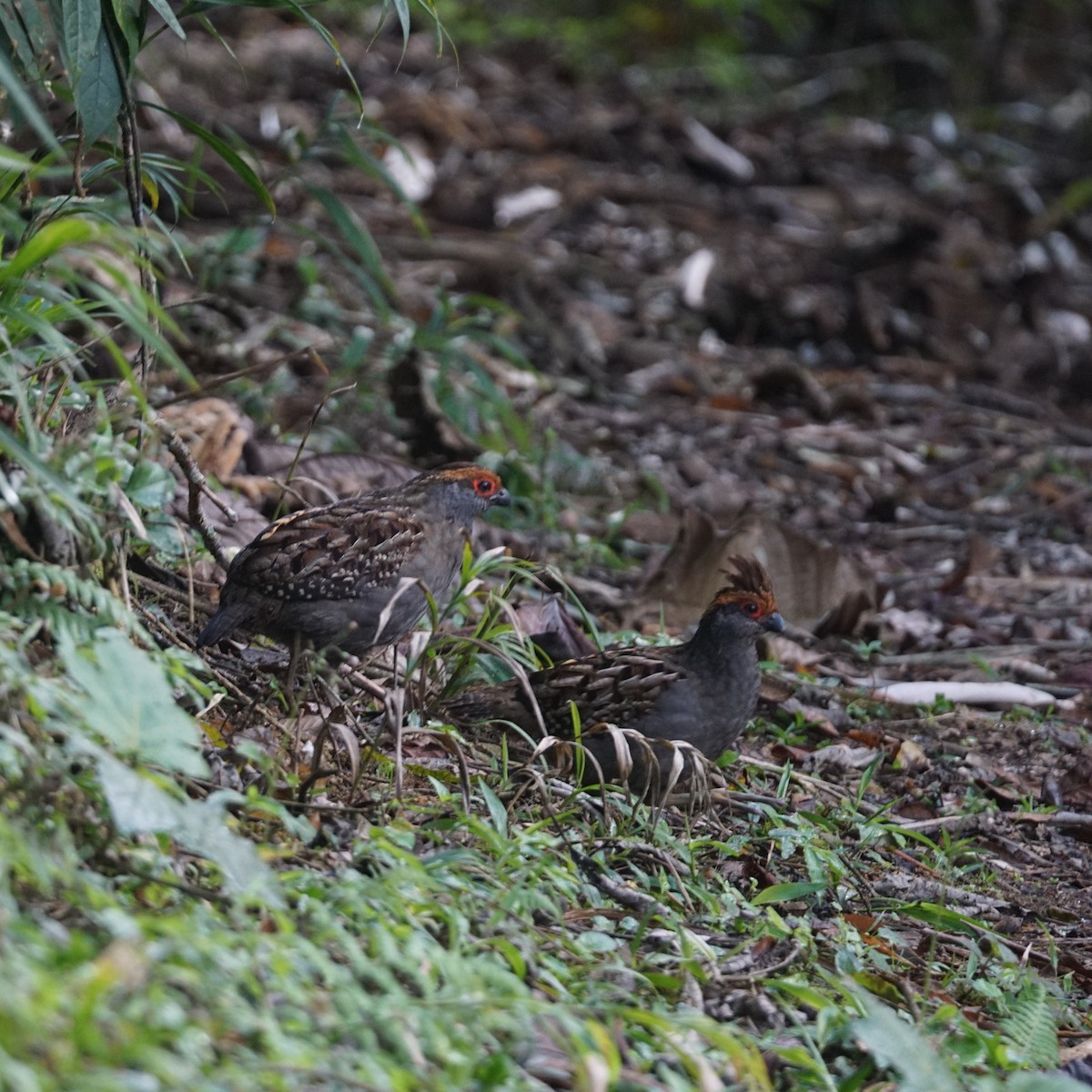 Spot-winged Wood-Quail - Daniel M Haddad - RJ