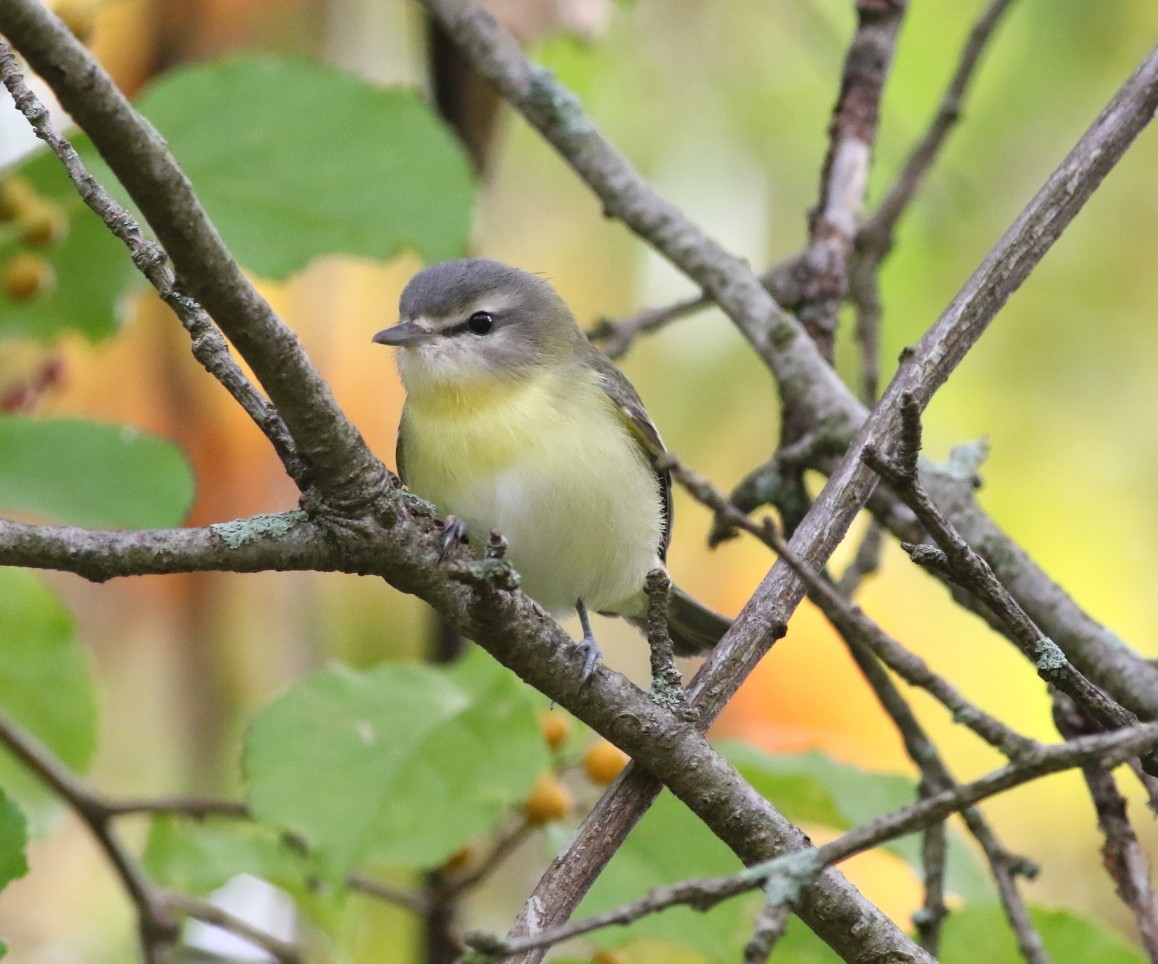 Philadelphia Vireo - ML487549911