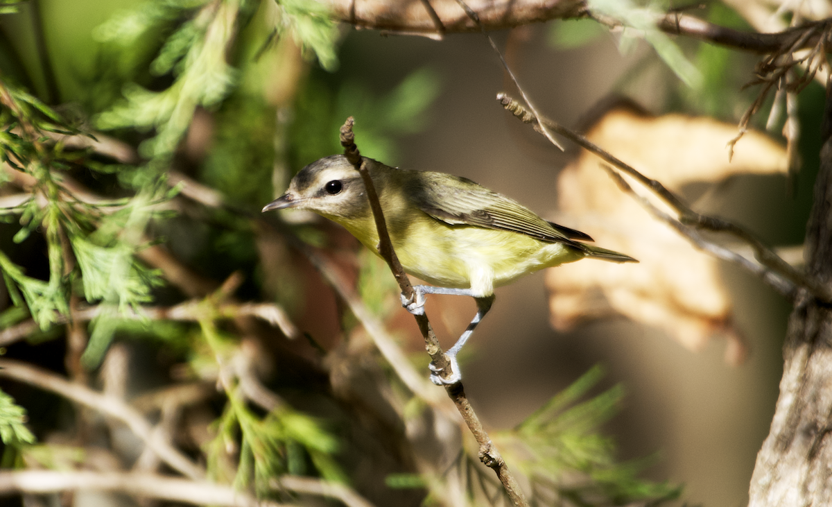 Philadelphia Vireo - ML487550451