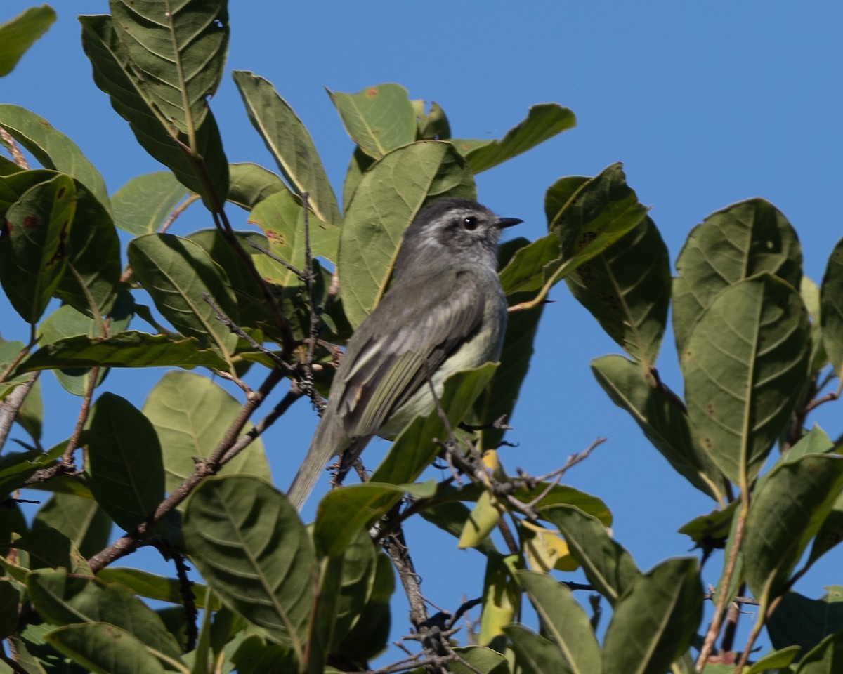 Plumbeous-crowned Tyrannulet - Anthony Kaduck