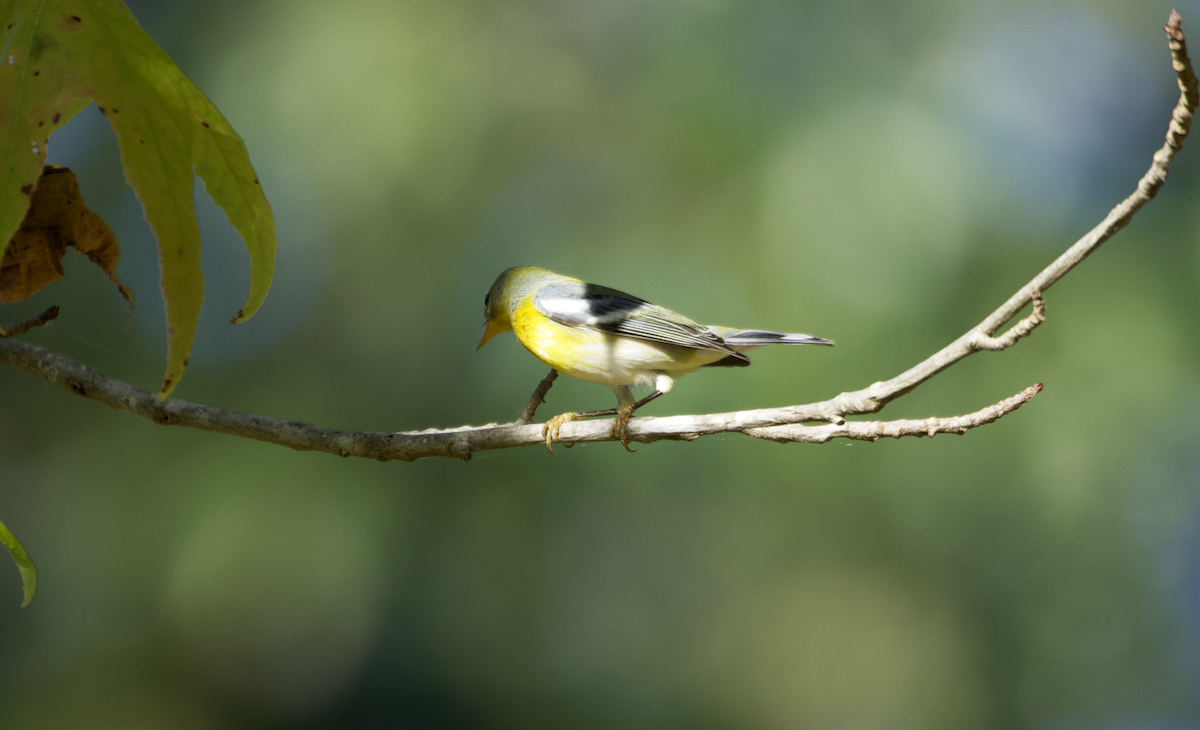 Northern Parula - ML487551081