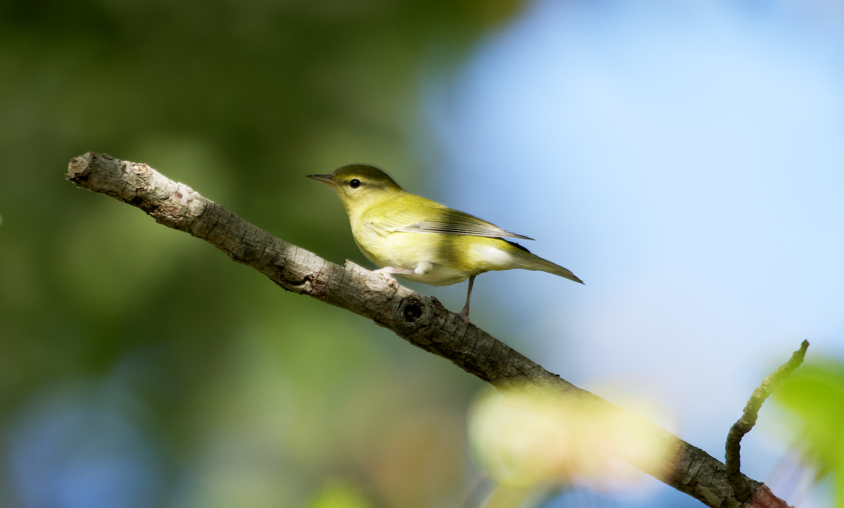 Tennessee Warbler - ML487552021